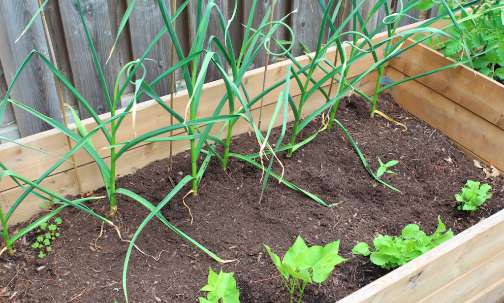 Garlic, Backyard Garden, Gardenbed