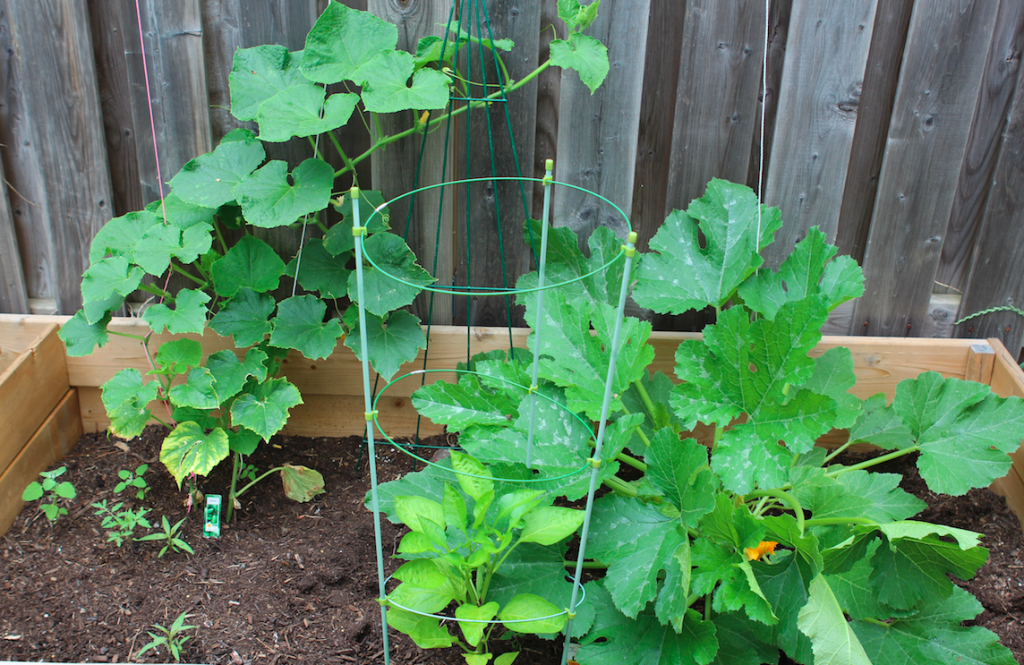 Cucumber, Zucchini, Sweet Pepper, Backyard Garden, Green Thumb