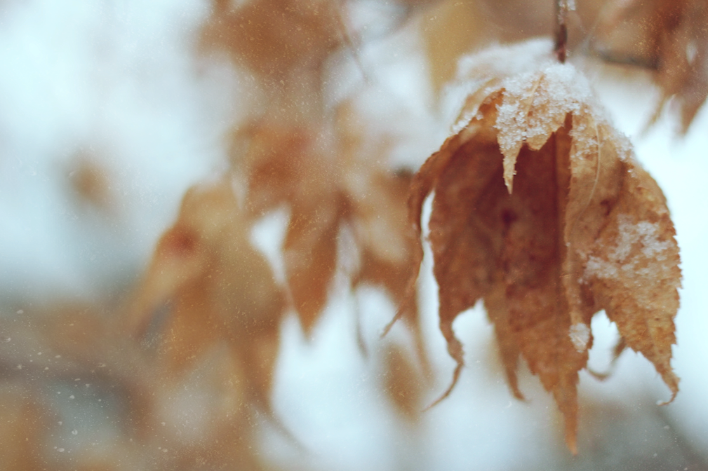 Winter, Snowfall,Toronto, Winter Photography, Creatives, TorontoCreatives, Creator, Artist, Winter Magic, Photographer, Photog, Shutterbug, Leaves