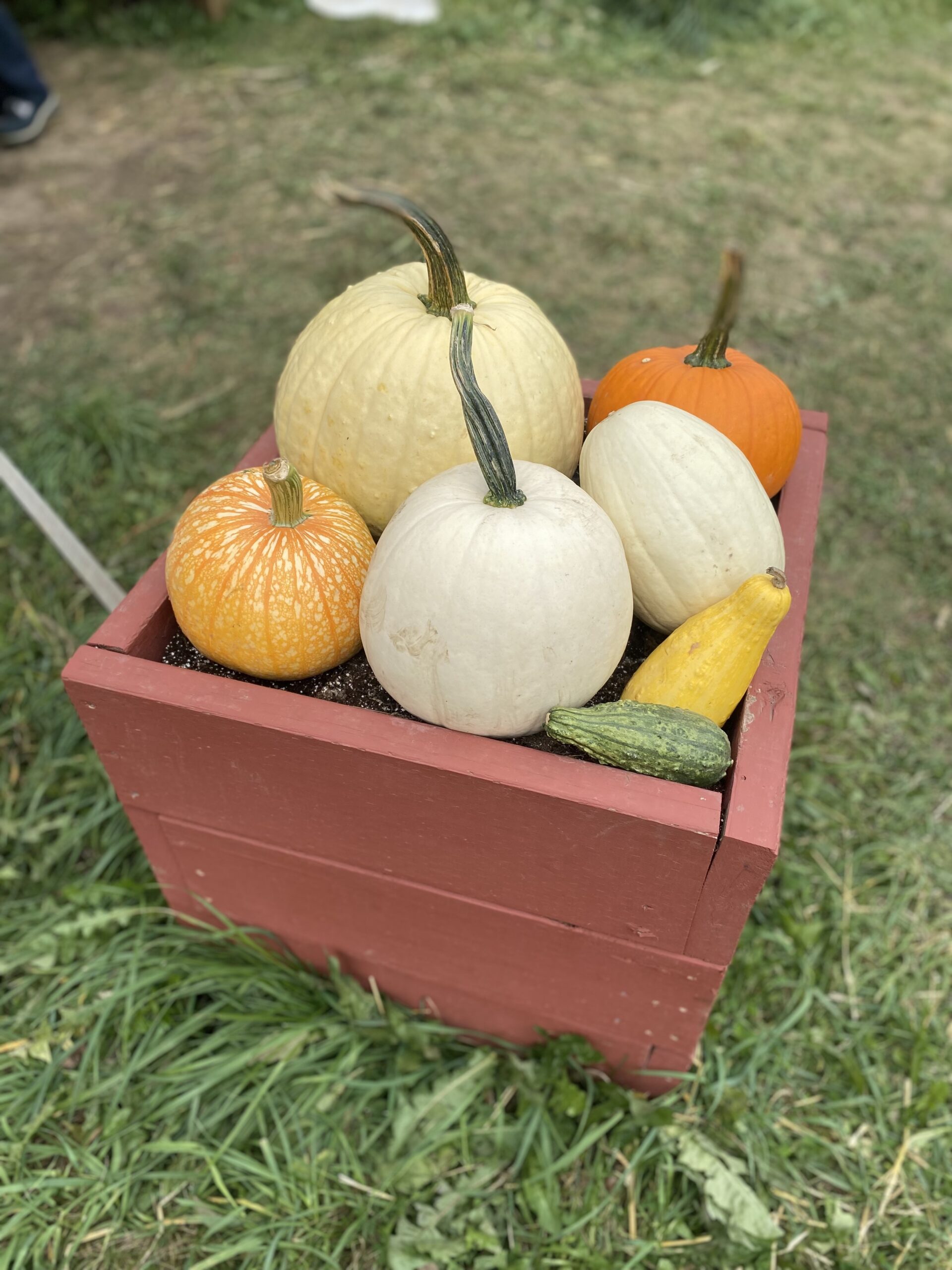 Pumpkins, Pumpkin patch, Barrel, Farm Visit, green grass, Gord, mini pumpkins